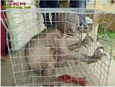 关于水猴子水鬼奇闻故事 水猴子水鬼图...