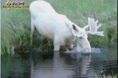姜子牙的坐骑真的存在！还是白化版！男...