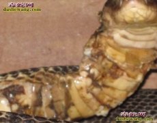 蛇皮肤病图片 蛇皮肤病图片大全解读图