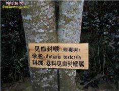 世界上最毒的树：箭毒木见血封喉、沾上...
