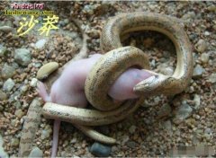 【养宠物蛇】宠物蛇的饲养管理