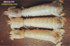 古老生物：中国现在依然存活的五种古老...