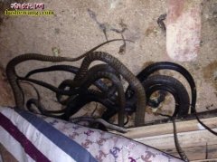 分析：翻蛇窝后蛇不进窝都会有哪些情况...