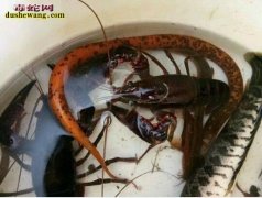 农民鱼笼捕鱼 第二天却吸引大量的水蛇...