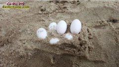 澳洲小学生学校挖沙发现43颗蛋 专家...