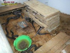 2018年养蛇想赚钱，养蛇品种选择是...
