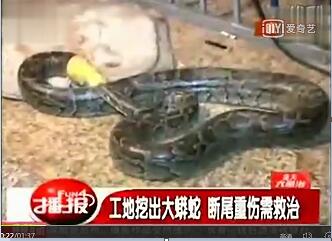 辽宁工地挖出大蟒蛇视频