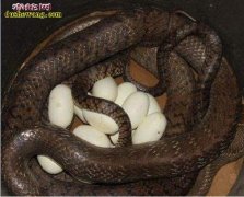 人工养蛇如何获取种蛇