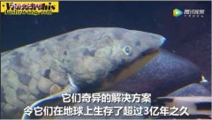“鱼类活化石”肺鱼：离开水能存活几年...