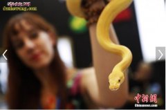 上海宠物展：黄金蟒蛇土拨鼠等新派爬宠...