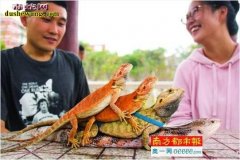 大学生饲养爬宠创业：校园异宠之家 三...