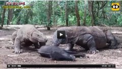 【视频】实拍巨蜥吞食野猪的全过程 看...