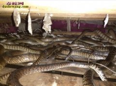 养蛇技术：教你如何养蛇技术哪里有？