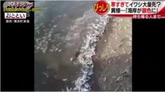 日本海岸鱼死尸遍布40公里！大量沙丁...