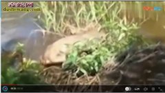 池塘里爬出奇异动物！是未知生物还是恶...