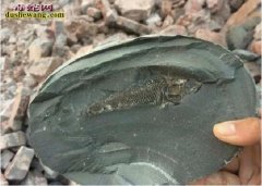 鱼化石：钓鱼人河边砸开一块石头发现价...