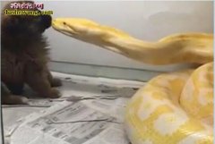 黄金蟒吞小狗！有人故意拿活泰迪喂蟒蛇...