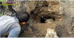 捕蛇：农民朋友外出寻野味 洞中掏出一...