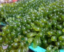 神奇植物：海里的“绿葡萄”，被誉为“...