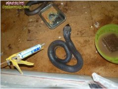 养蛇人告诉您：养蛇是一种怎样的体验？