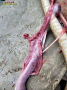 图说养蛇：一列蛇友病死蛇解剖分析