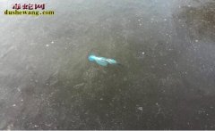 翠鸟抓鱼遭冰封 蛇说它是笨死的！