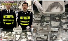 2018年深圳海关首次查获爬宠偷渡案...