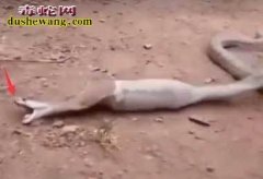 男子捕获一条肚子鼓鼓的蟒蛇！帮助吐出...