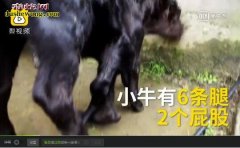 奇特动物：初生牛犊长6条腿2个屁股【...