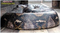 近年来网传17大巨型生物！一个比一个...