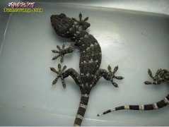 海口查获547只野生干制大壁虎 蛤蚧...