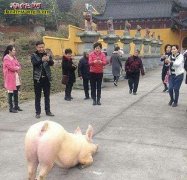 大肥猪长跪寺庙外！“笨猪”信佛是真的...