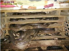 新手养蛇：新手养蛇养什么蛇好？需要注...