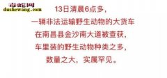 南昌截获贩卖野生动物！5千只鸟兽+2...