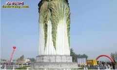 世界上最大的“白菜”！高20米 游客...