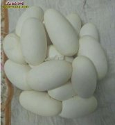 蛇类科普：蛇蛋是什么样子的？和鸡蛋一...