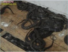 养蛇项目怎么样？有哪些风险？