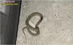 被蛇咬伤怎么办？上海青浦地下车库8岁...