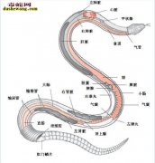 从蛇器官解剖分布图，来浅谈给蛇打针注...