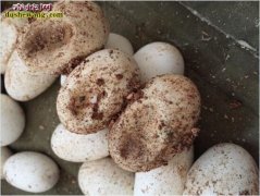 图说养蛇：蛇蛋孵化鼓出一块是什么原因...