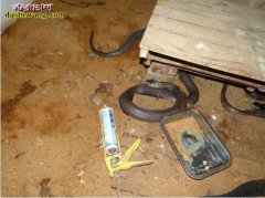 养蛇常识：人工养蛇需要注意哪些基本知...