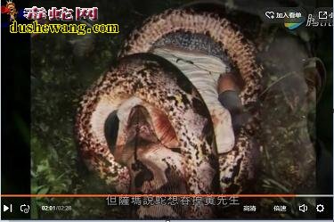 蟒蛇吃人视频：1995年马来西亚蟒蛇...