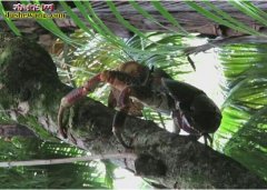 椰子蟹揭秘：生活在陆地，能爬树剥椰子...