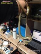 大学生宿舍养蛇不稀奇了 来看看不靠谱...
