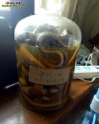 30年前炮制的蛇酒还能喝吗？来看看下...