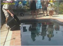 蛇友将5米黄金蟒放进游泳池洗澡！羡慕...