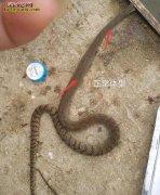图说养蛇：一组蛇友死蛇解剖图，分析蛇...