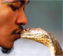 印度瓦迪部落：小孩两岁就开始耍蛇！而...