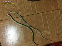 养蛇户陷阱！养蛇陷阱都有哪些？