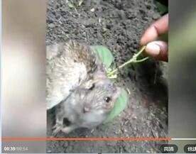 老鼠背上长出一根豆苗！“冬虫夏草”在...